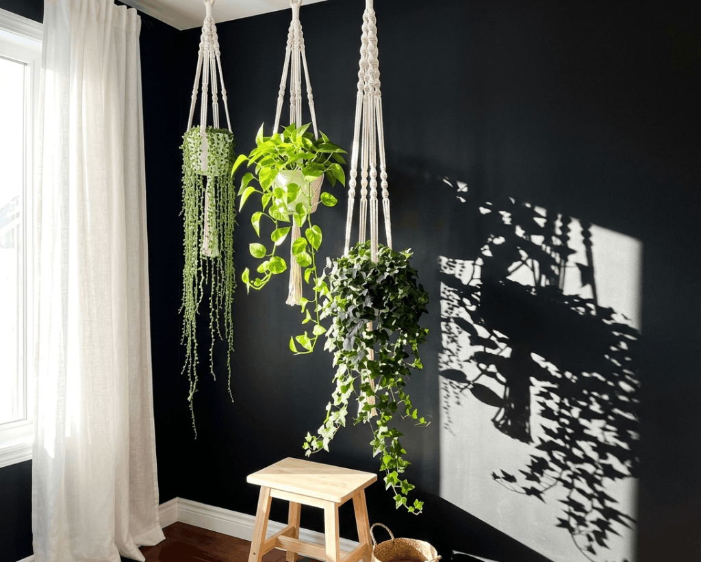 Black Wall With Hanging Macrame Planters